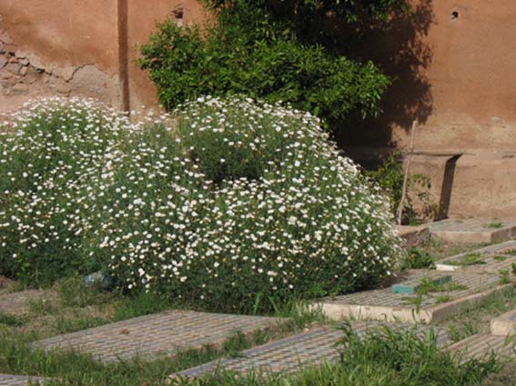 Plante à fleur géophyte dans le désert marocain 